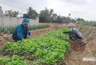 Hải Phòng: Thuốc lào tiến vua giá tiền triệu mỗi kg vẫn cháy hàng