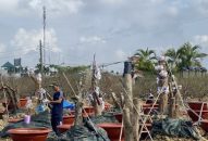 Nông dân An Dương tất bật bắt tay vào vụ hoa mới