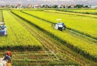 Điều kiện chuyển đổi quyền sử dụng đất nông nghiệp