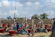 Nông dân An Dương tất bật bắt tay vào vụ hoa mới