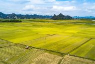 Luật Đất đai 2024: Quy định tích tụ đất nông nghiệp