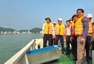 Thả trên 1 triệu con giống thủy sản tại vùng biển Cát Bà