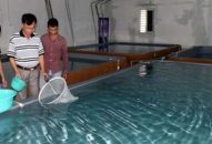 Sửa quy định thời gian duy trì điều kiện cơ sở sản xuất, ương dưỡng giống thủy sản