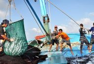 Quy định về giám sát viên trên tàu cá hoạt động khai thác ở vùng biển Việt Nam