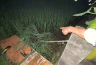 Cụ ông 81 tuổi ở Hải Phòng tử vong do vấp phải bẫy chuột tự giăng