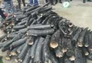 Bắt vụ nhập lậu ngà voi quy mô lớn, thủ đoạn tinh vi tại Hải Phòng