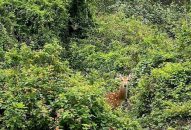 2 cá thể hươu sao trên đảo Bạch Long Vỹ không phải động vật hoang dã