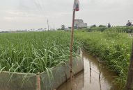 Nghiêm cấm các tổ chức, cá nhân sử dụng điện dưới mọi hình thức để bẫy, bắt, diệt chuột trong sản xuất trồng trọt