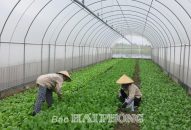 Sản xuất rau hữu cơ: Hỗ trợ để mở rộng quy mô