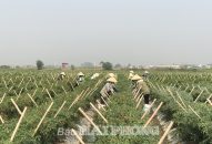 Huyện An Dương: Phát triển nông nghiệp đô thị sinh thái