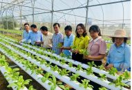 Trồng rau thuỷ canh: Lựa chọn mới cho nông nghiệp đô thị Hải Phòng