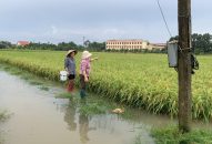 Mưa lớn gây ngập lụt diện tích lúa Xuân