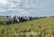 Mô hình thí điểm diệt chuột bằng thuốc Gimlet 0.2GB đạt hiệu quả cao