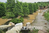 Huyện An Dương: Tập trung tiêu úng cho diện tích hoa, cây cảnh