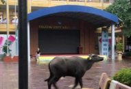 Trâu bất ngờ lao thẳng vào điểm thi THPT ở Hải Phòng