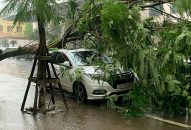 Bật gốc 5 cây xanh khu vực đô thị