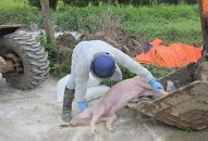 Hải Phòng xuất hiện thêm ổ dịch tả lợn Châu Phi
