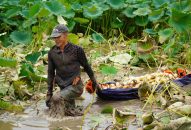 Bỏ nghề lái xe container, nông dân Hải Phòng làm chủ đầm sen hơn 50.000m²