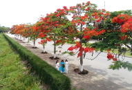 Hải Phòng mùa phượng nở