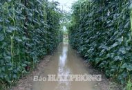 275ha lúa, rau màu bị ngập úng được tiêu thoát nước kịp thời