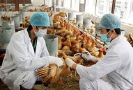 Triển khai đồng bộ, quyết liệt các giải pháp phòng, chống dịch bệnh gia súc, gia cầm trên địa bàn thành phố