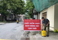 Huyện Thủy Nguyên: Xuất hiện dịch tả lợn châu Phi tại xã Minh Tân