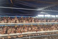 Hải Phòng tập trung khôi phục đàn vật nuôi, phòng chống dịch bệnh sau bão số 3