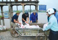 Trắng đêm tiêu úng, cứu lúa và hoa màu
