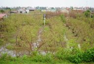 Dân vùng táo muối đặc sản Hải Phòng nỗ lực cứu vụ Tết