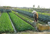 Chủ động biện pháp bảo vệ hơn 5.000ha diện tích lúa mùa và rau màu ở vũng trũng có nguy cơ úng lụt