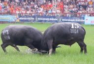 Hải Phòng: Hàng vạn người tham dự Lễ hội chọi trâu Đồ Sơn 2024