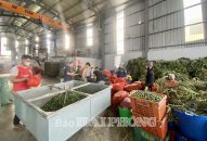 Làng nghề trồng và chế biến cau Cao Nhân: Người dân “thắng” lớn