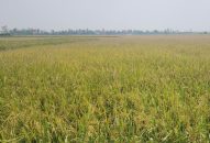 Hải Phòng: Liên tiếp xảy ra chết người do sử dụng bẫy điện diệt chuột