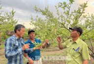 Táo Bàng La phục hồi nhanh