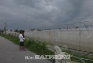 Các cơ sở sản xuất rau: Khó hồi phục vì thiếu vốn