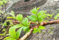 Táo muối Bàng La – Chồi non sau bão