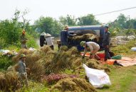 Thu nửa tỉ đồng/năm nhờ cấy lúa trên ruộng rươi ở Hải Phòng