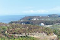 Vướng trong xử lý diện tích rừng thiệt hại sau bão