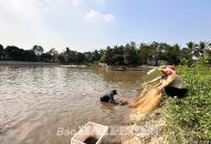 Nuôi tôm càng xanh ứng dụng tiến bộ kỹ thuật: Lãi lớn, nông dân tích cực chuyển hướng nuôi