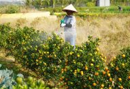 Quất cảnh tăng giá, chủ vườn Hải Phòng vẫn tất bật chốt đơn