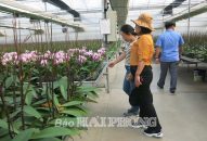 Hơn 30 vạn hoa lan hồ điệp của Hải Phòng sẵn sàng cung ứng cho thị trường