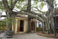 Chuyện về cặp đa di sản – cứu tinh của dân làng Hải Phòng