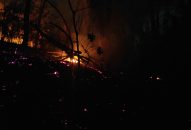 Thông tin về vụ cháy rừng núi Cột Cờ trên địa bàn phường Bắc Hà, quận Kiến An