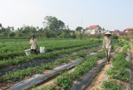 Một số loại cây vụ đông giảm sản lượng thu hoạch