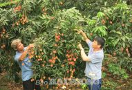 Nông dân Hải Phòng, Hải Dương được mùa vải