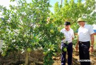 An Dương khôi phục giống cam tiến vua