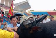 Lễ hội chọi trâu Đồ Sơn – VTV 2025 có gì mới?