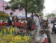 Chợ hoa xuân tấp nập nhất Hải Phòng sẽ khai mạc ngày 15 tháng chạp