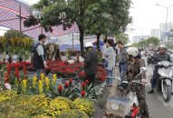 Chợ hoa xuân tấp nập nhất Hải Phòng sẽ khai mạc ngày 15 tháng chạp